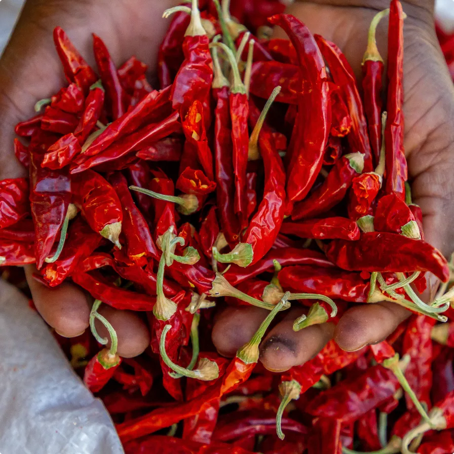 Chilli Öl selber machen: So geht's