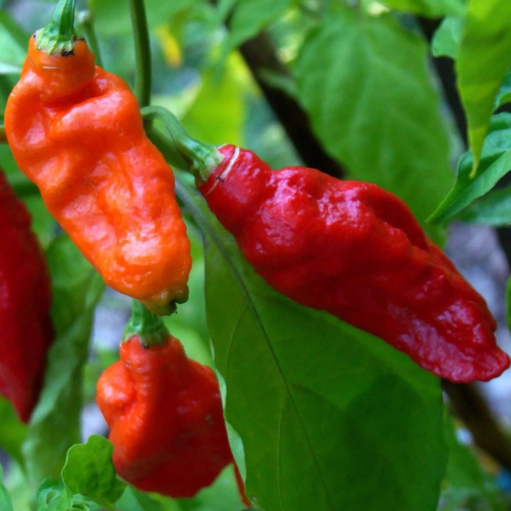 Cape Herb Rub Ghost Chilli 75g Cape Herb Rub Ghost Chilli 75g